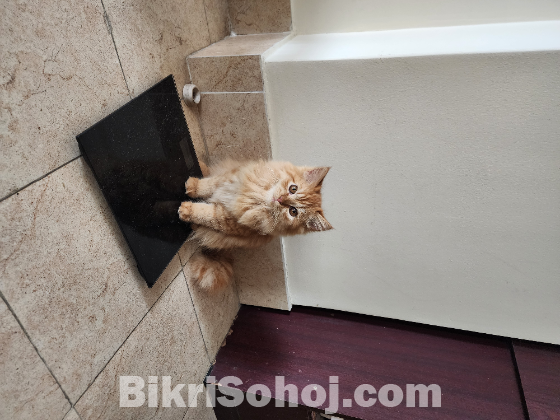 Persian female cat